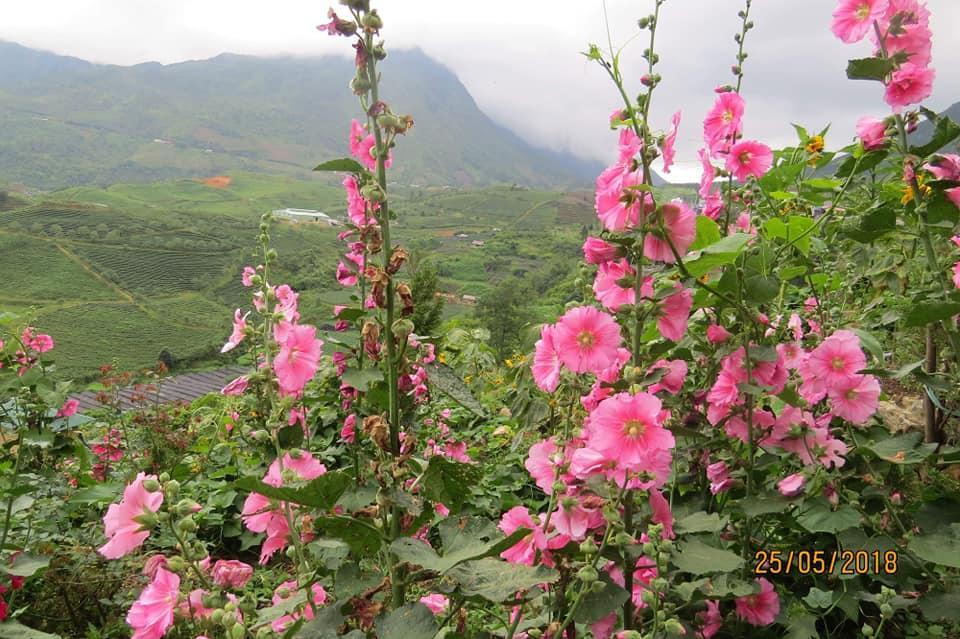 Sapa Dao Homestay Exteriör bild